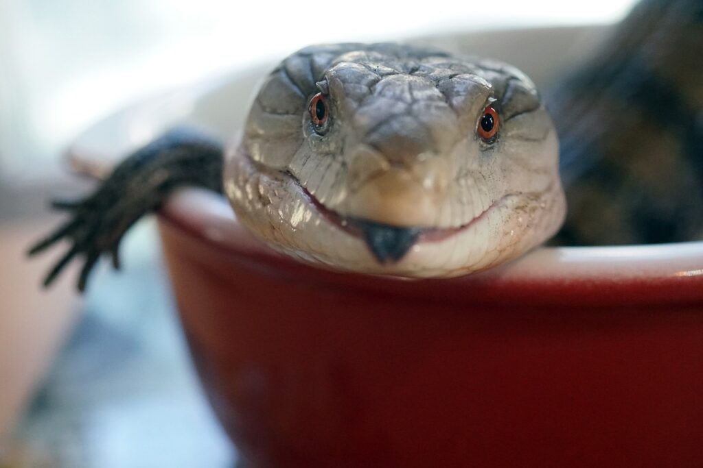 Blue-Tongue Skink