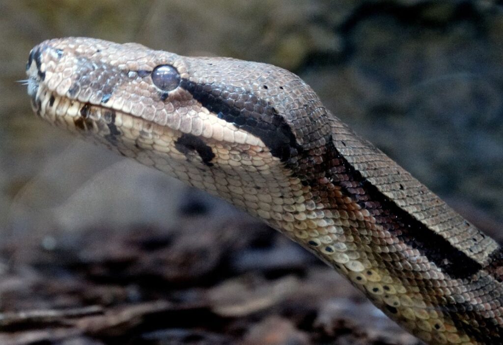 boa constrictor snake