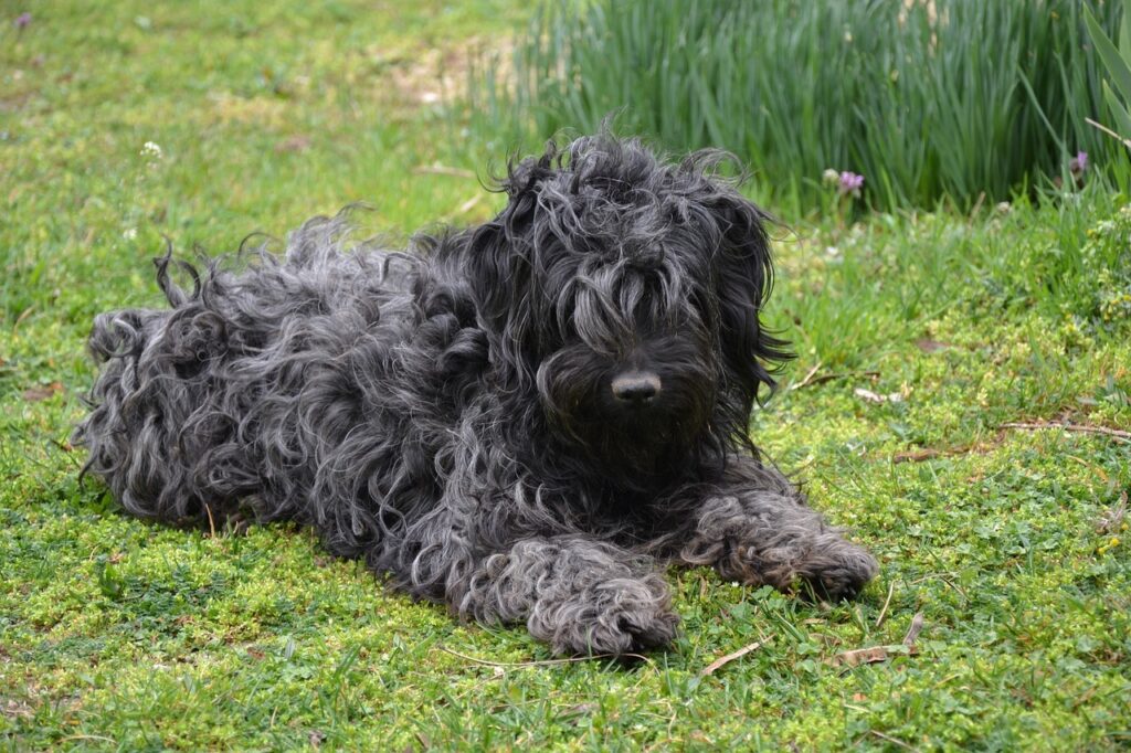 Puli resting