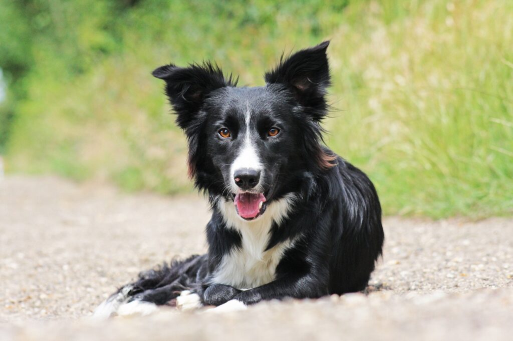 border collie