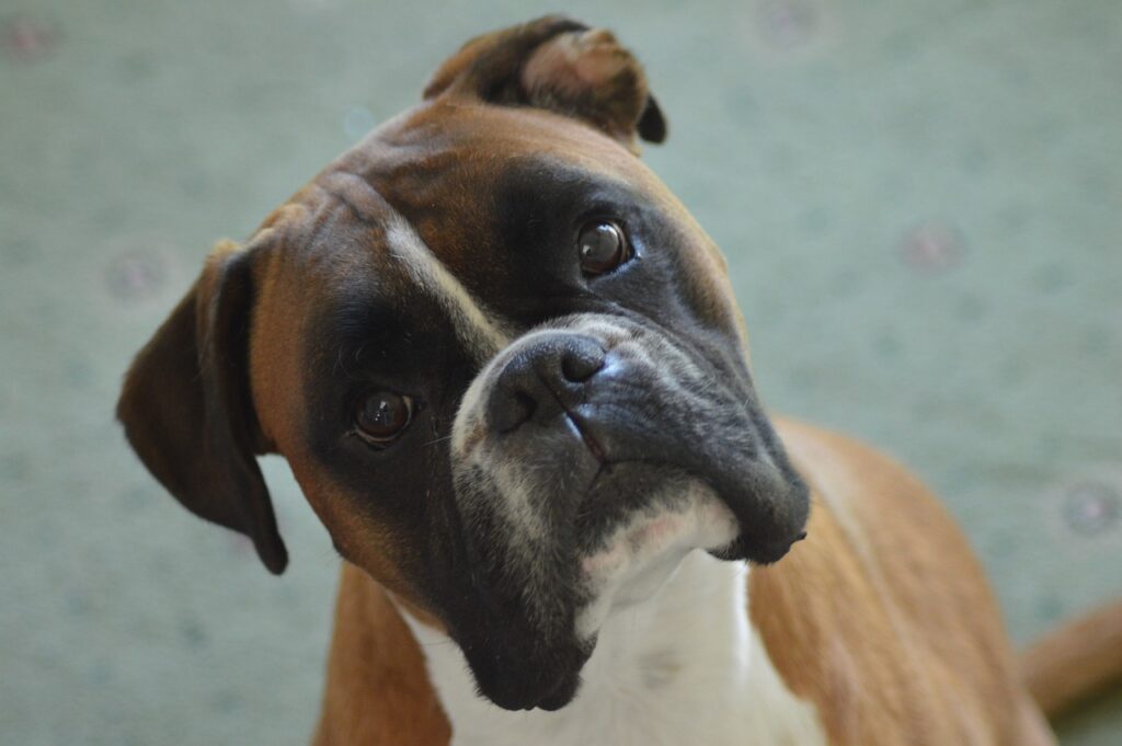 a brown and white Boxer dog with a curious expression
