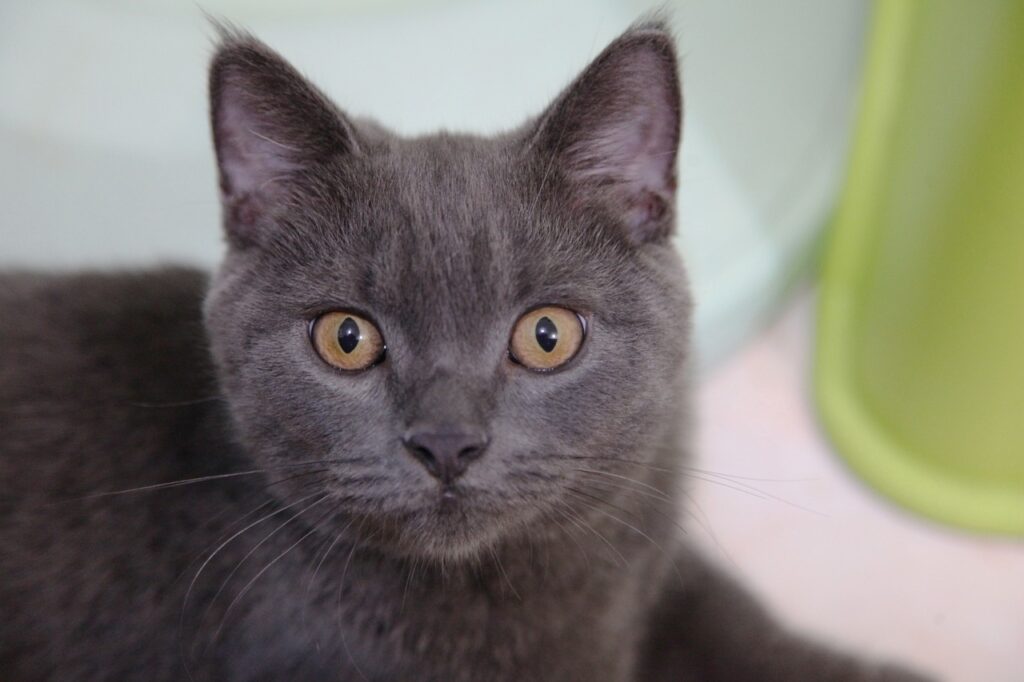 british short hair cat