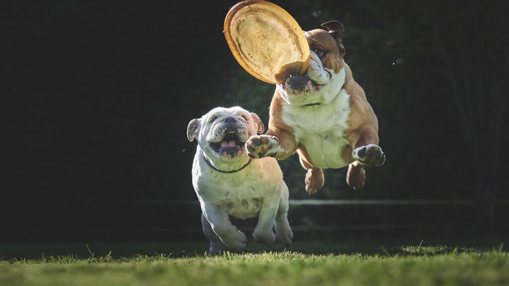 bulldog training