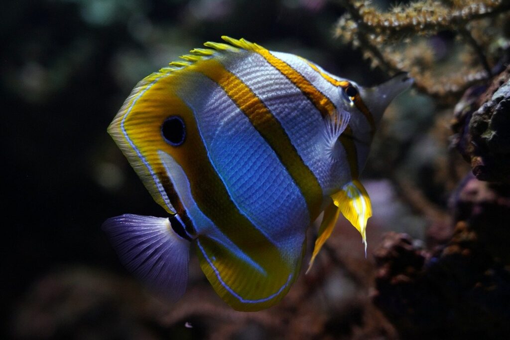 butterflyfish