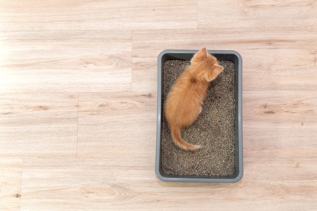 Cat in a litter box