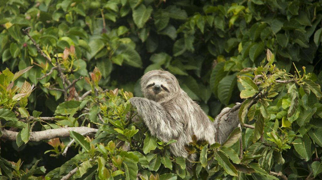  Sloth in the trees