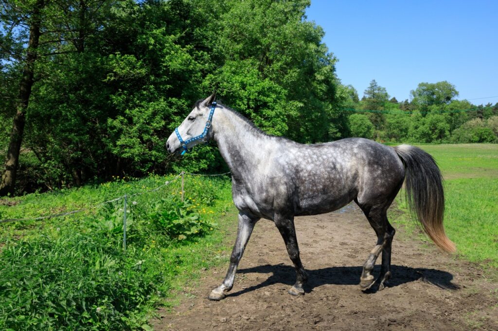 A Silver Dapple Horse