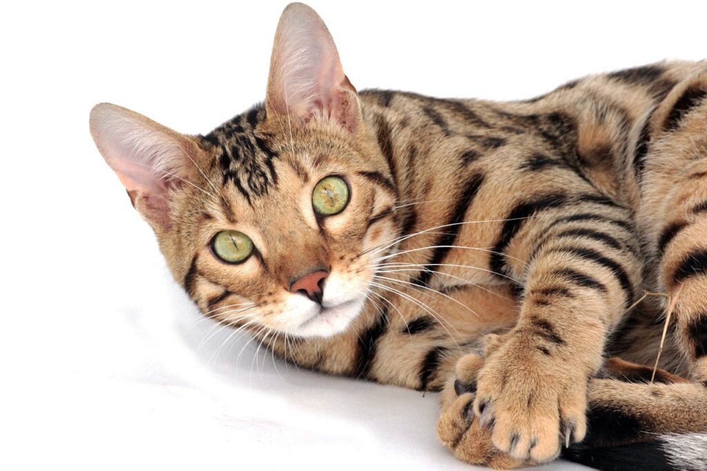 A close-up of a Bengal cat with striking green eyes