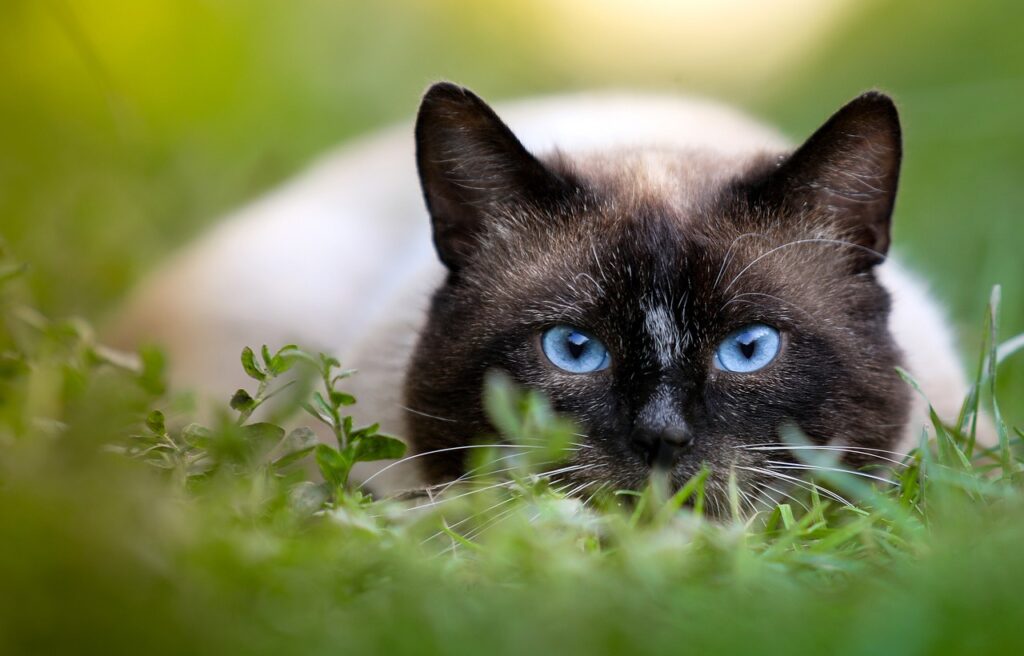 A close-up of a Siamese cat with striking blue eyes