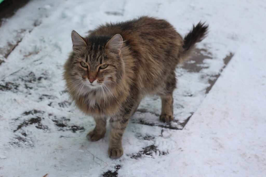 Siberian cat