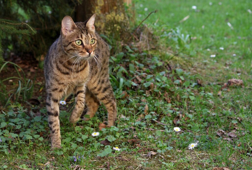 A bengal cat on a walk