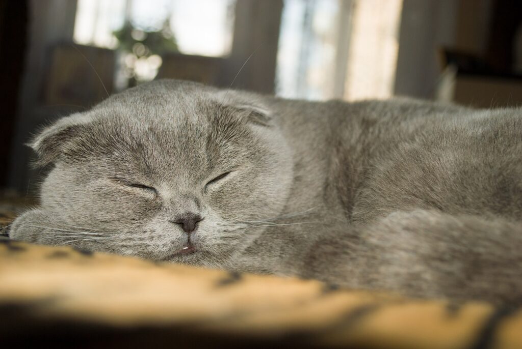 Scottish fold black