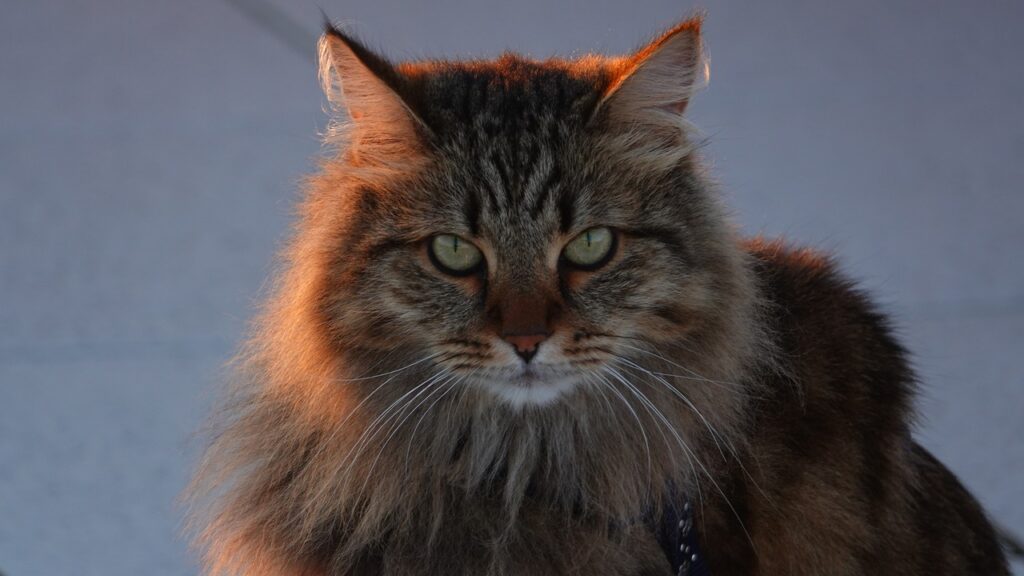 siberian forest cat