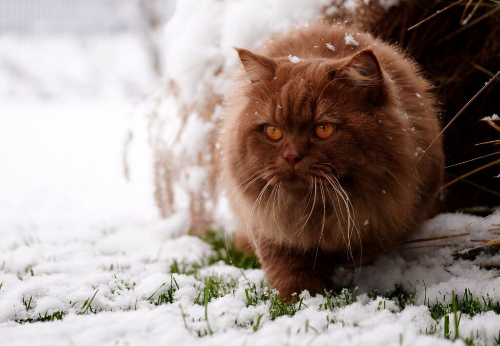 british cat in snow
