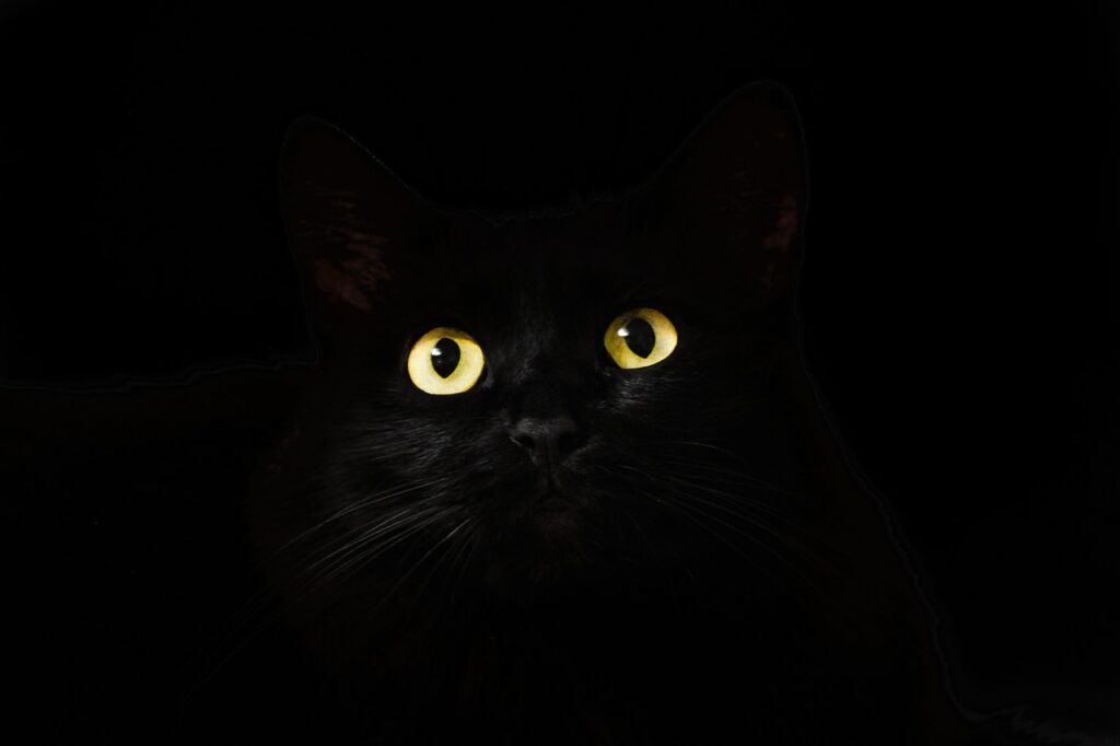black cat