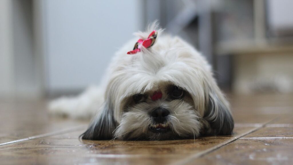 Shih Tzu