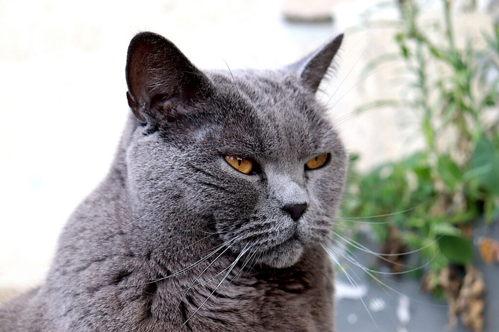 chartreux