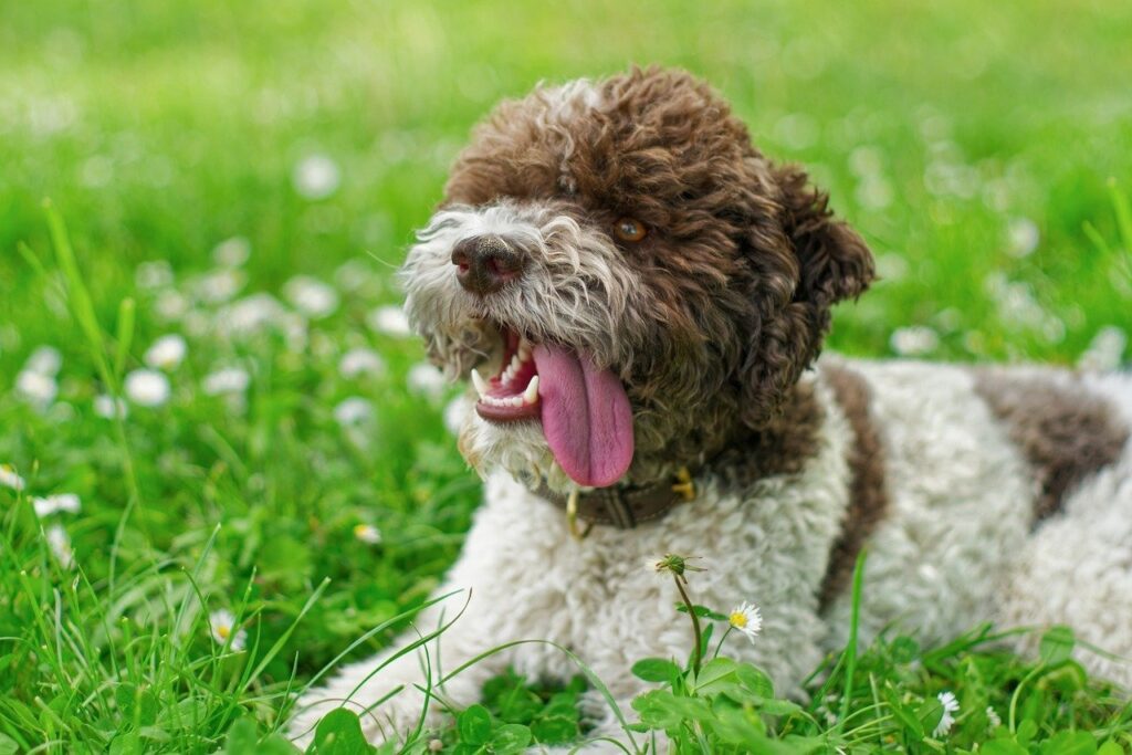 Lagotto Romagnolo in a grassy field