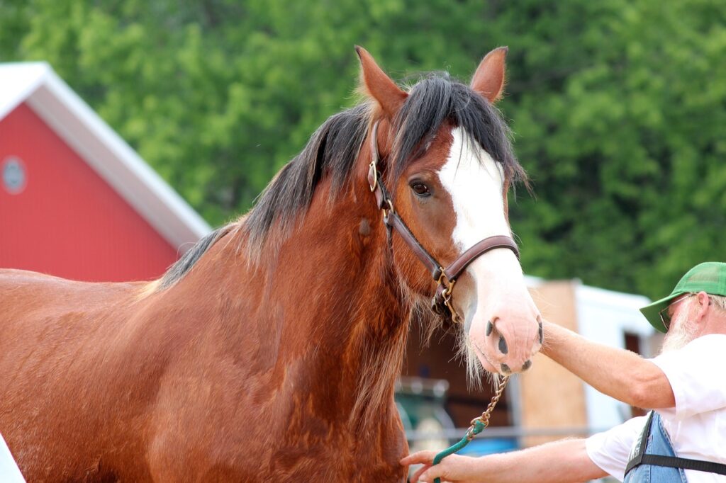 clydesdale