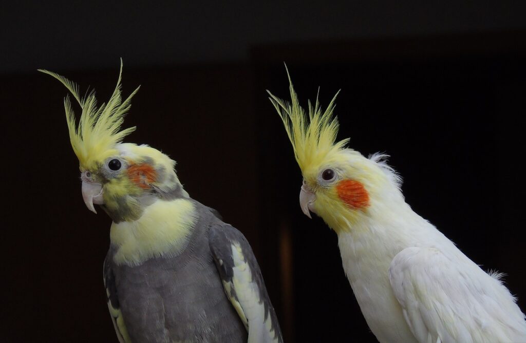 Two social cockatiel birds