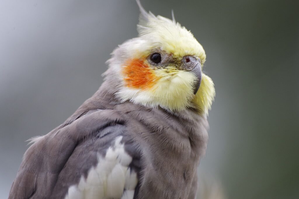 A beautiful cockatiel