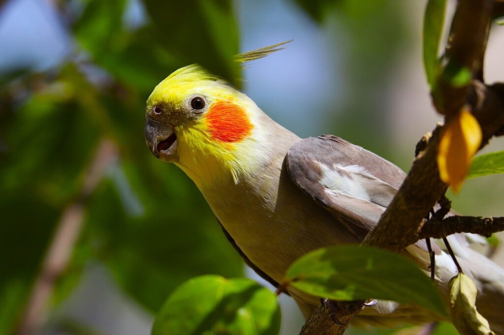 A cockatiel bird behind the leaves