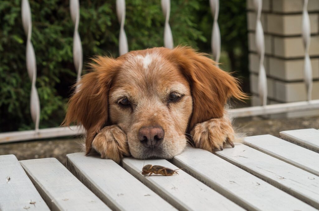 Brittany Spaniel observing a cricket