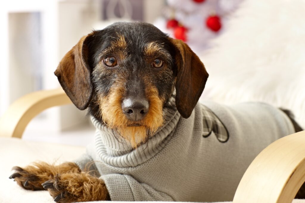Dachshund in sweater