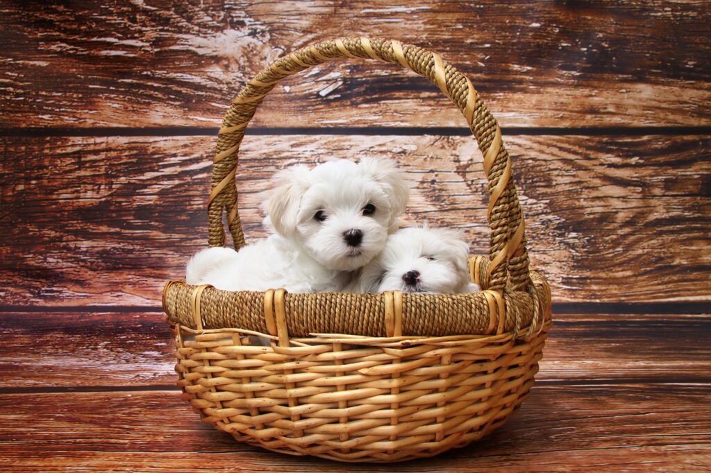 maltese puppy