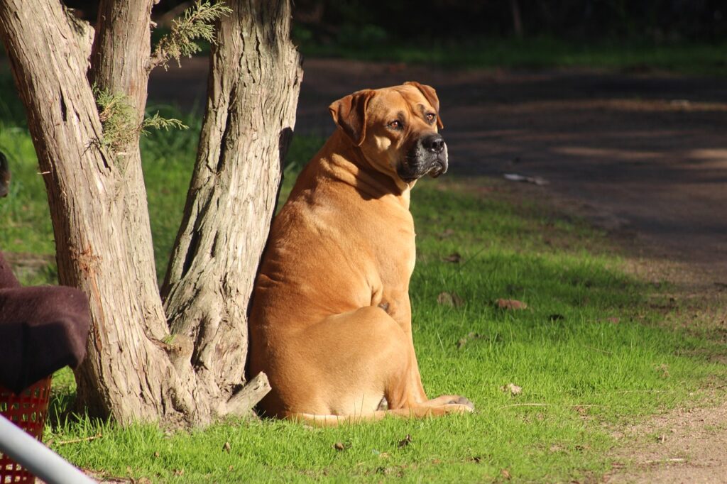 bull mastiff