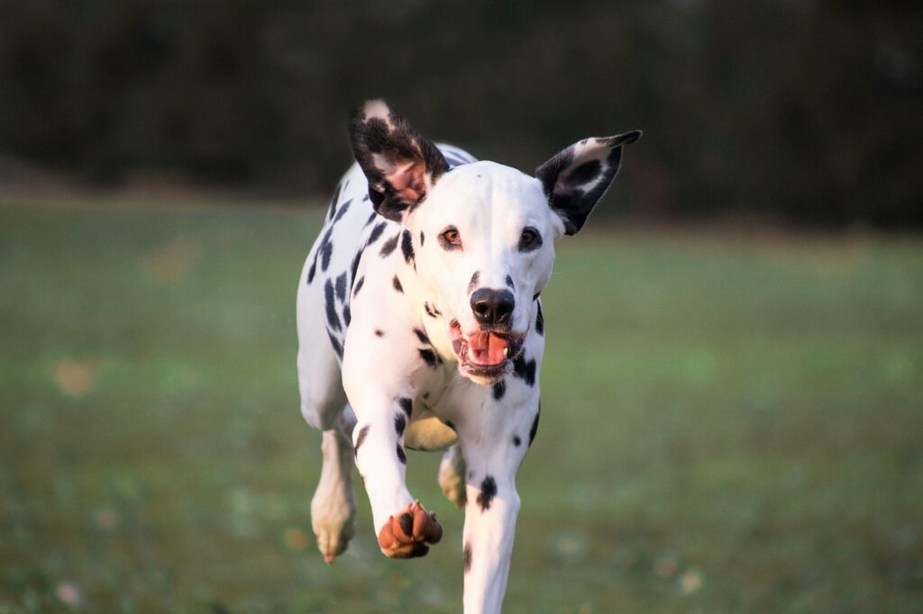 dalmatian