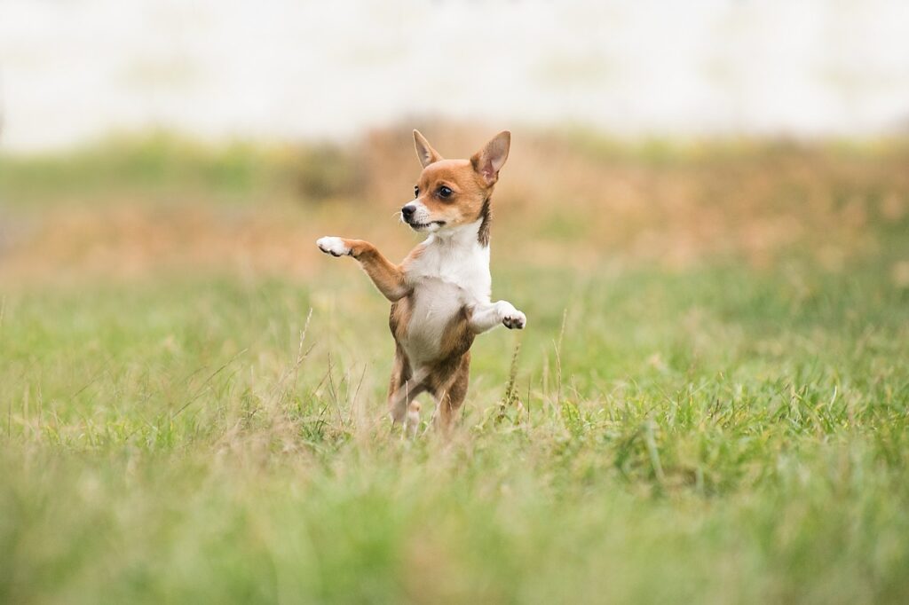 hybrid dog