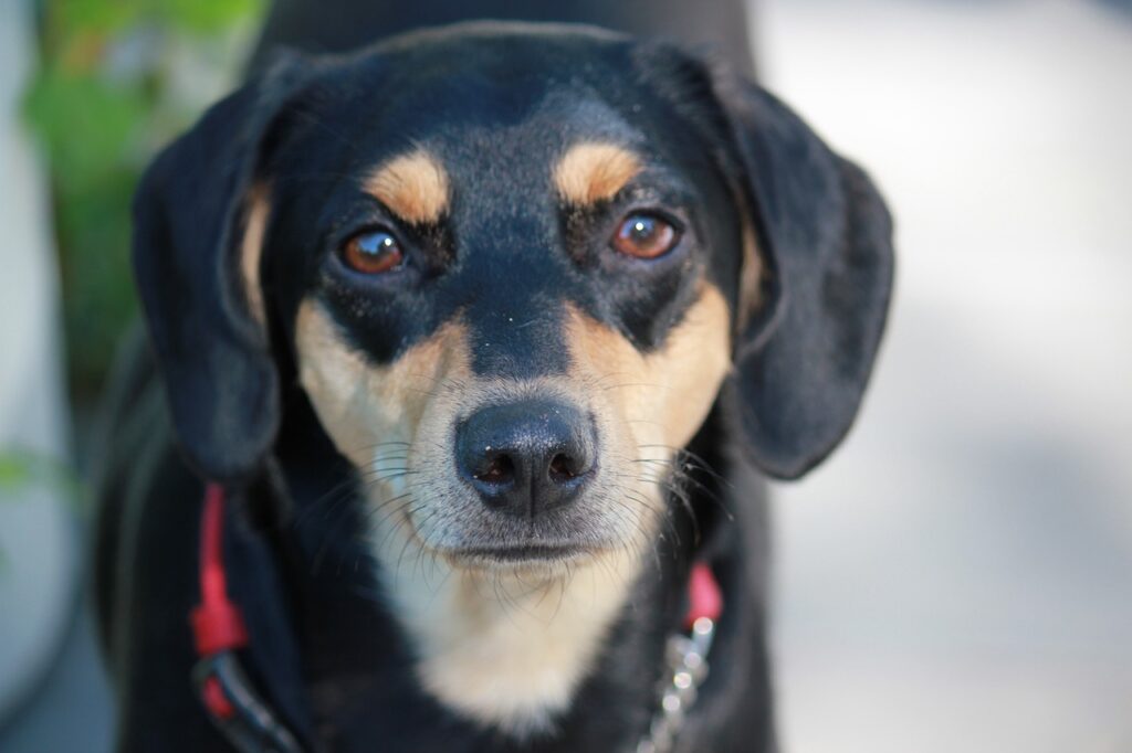 A black and tan dog gazes directly at the camera
