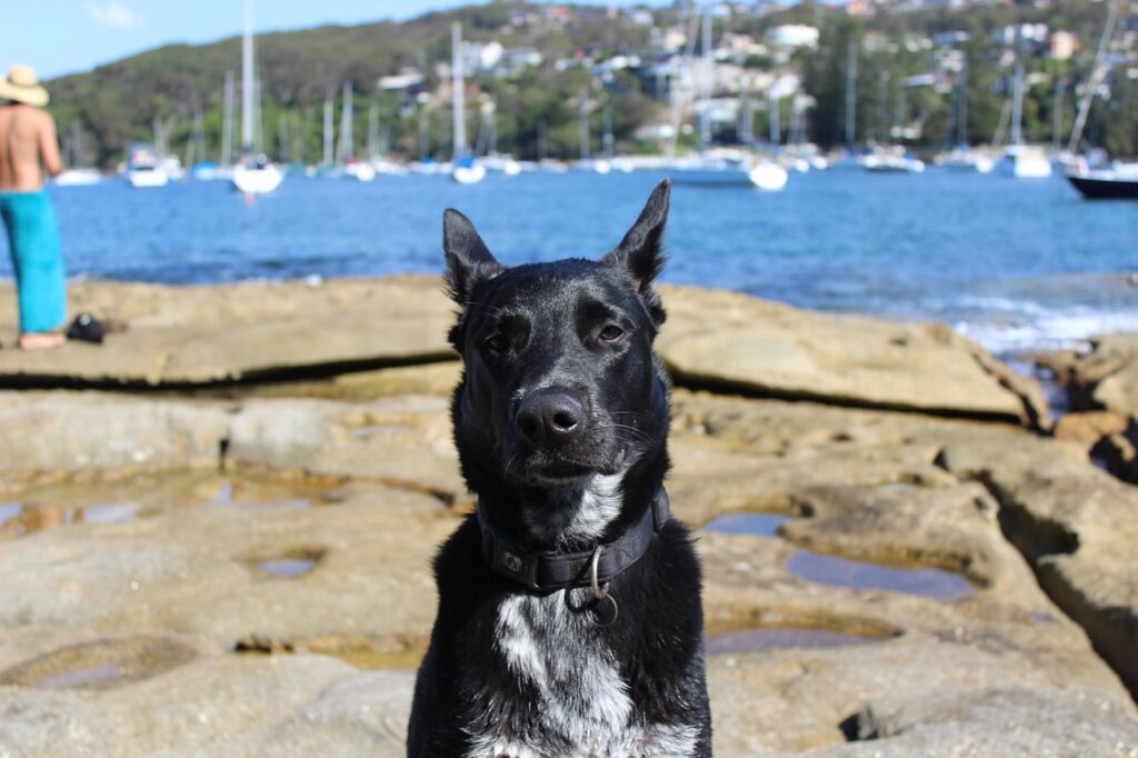 australian kelpie