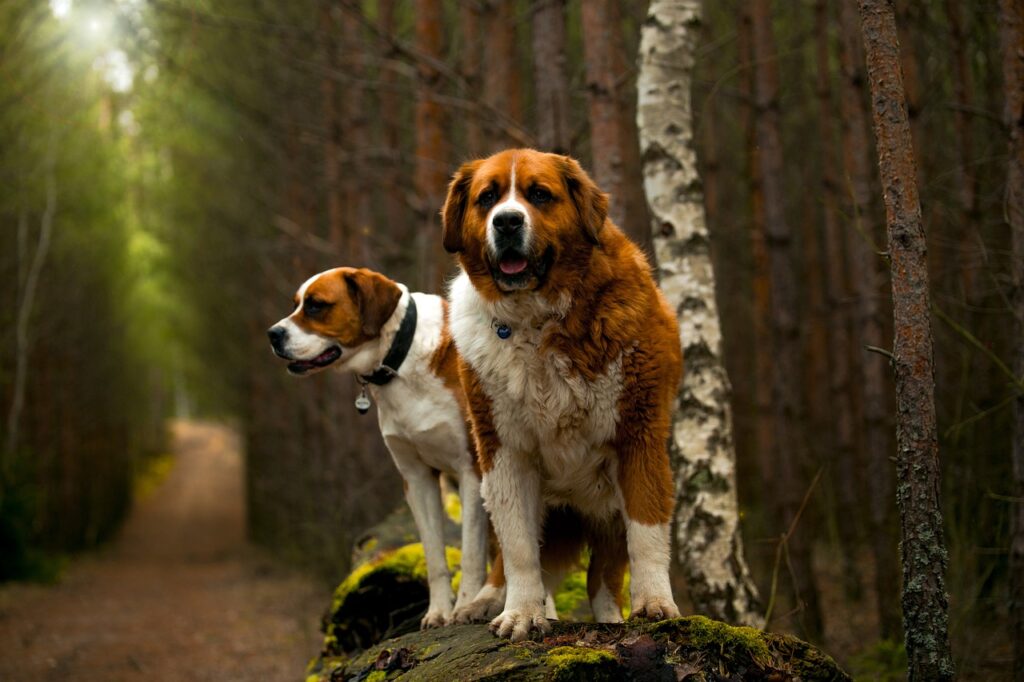 saint bernard