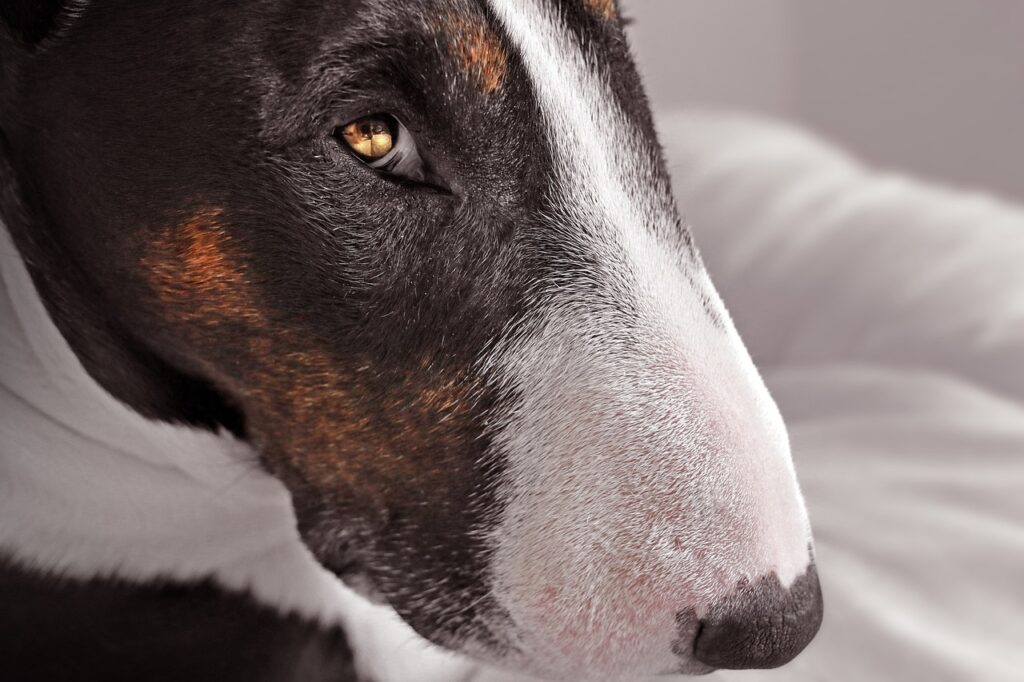 Brindle Bull Terrier