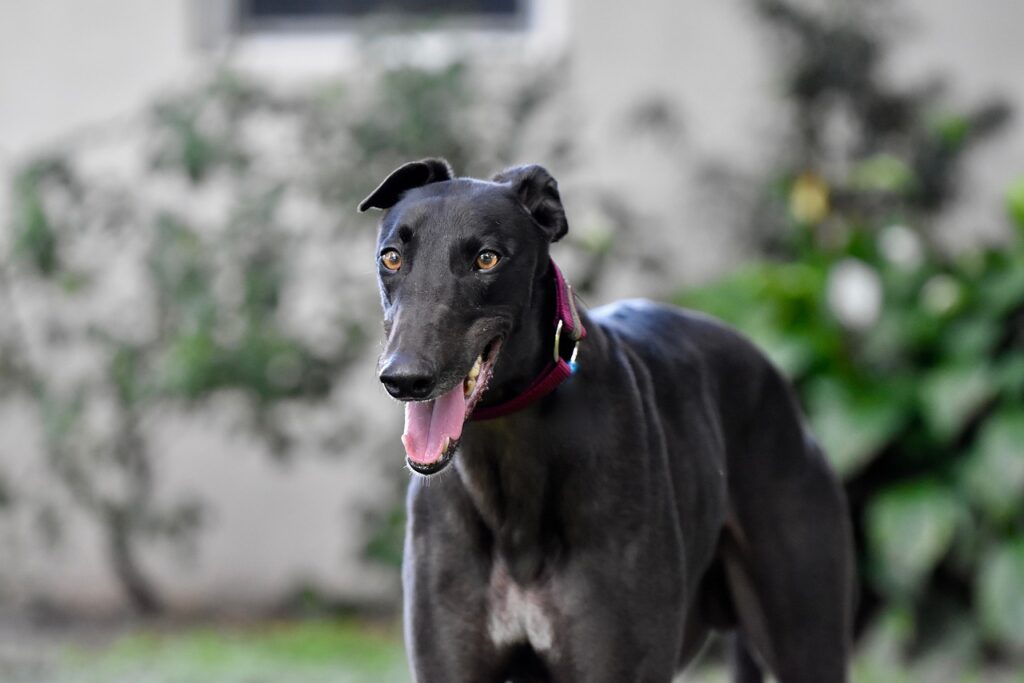 italian greyhound