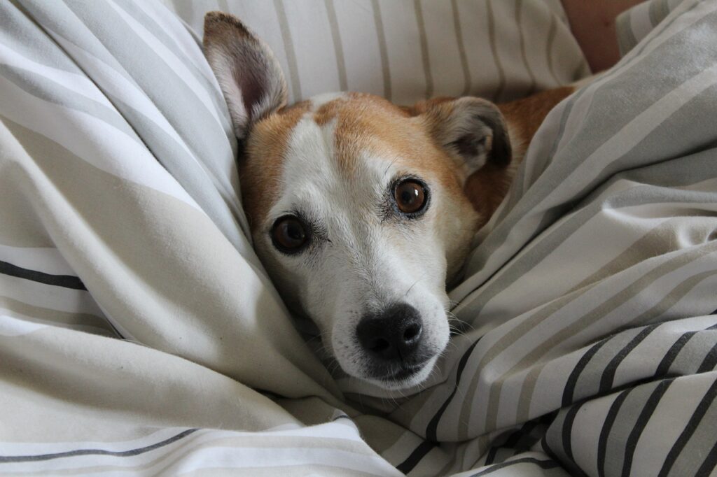 jack russell