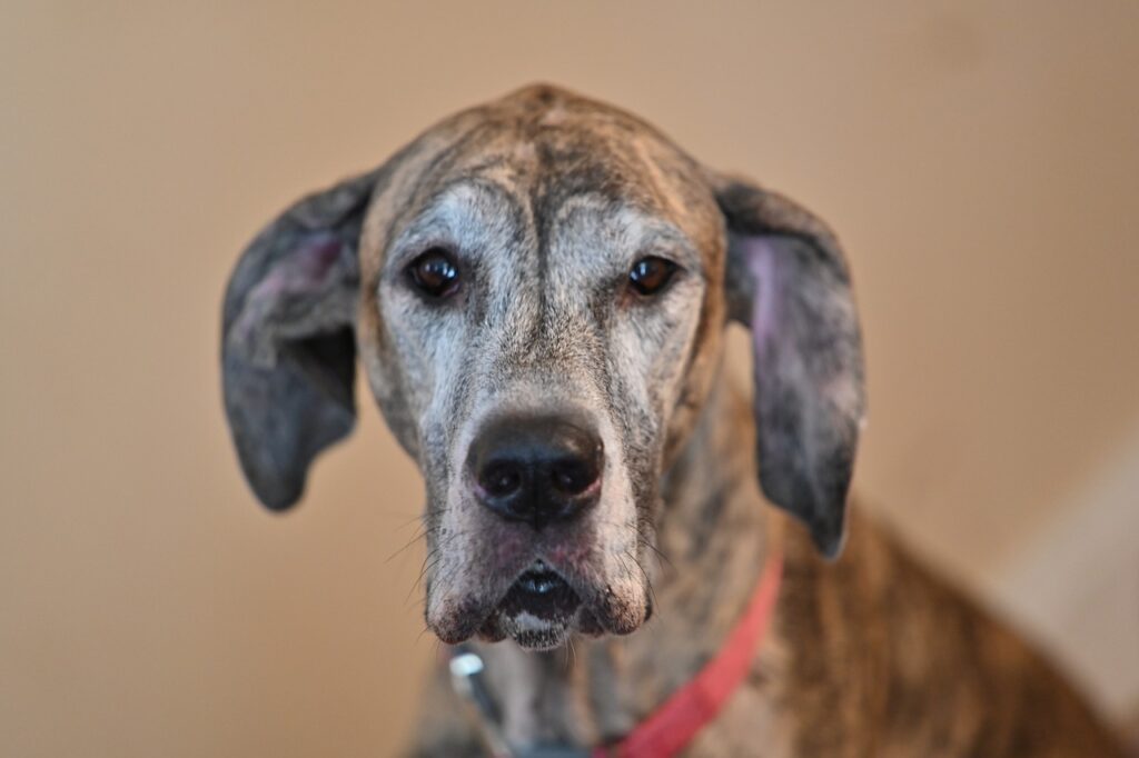 Brindle Great Dane