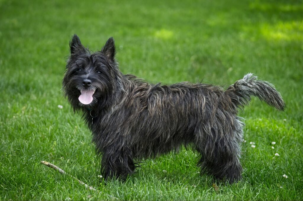 cairn terrier