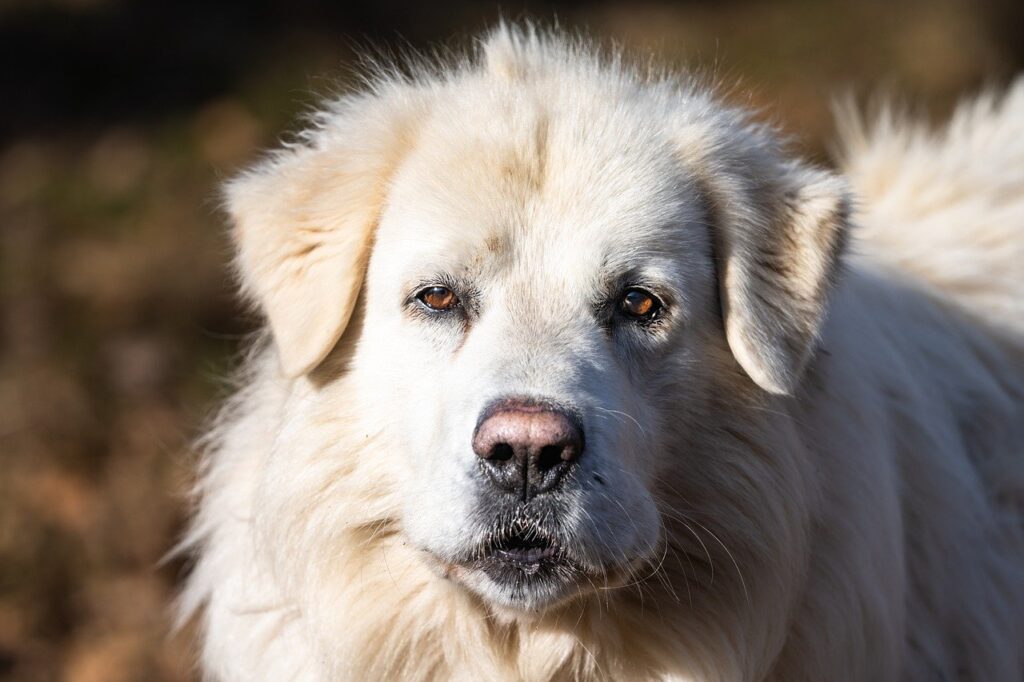 maremma shepdog