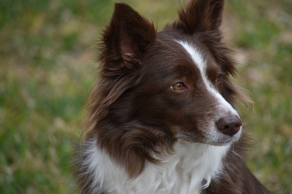 border collie