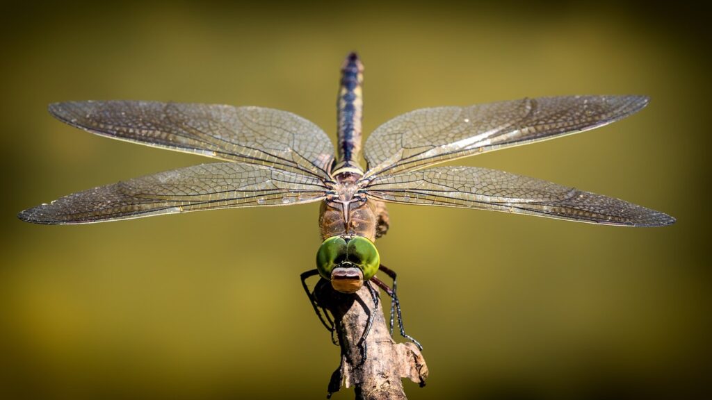 dragonfly 