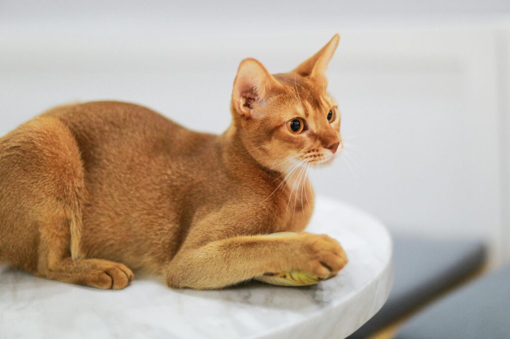 Abyssinian Cat resting