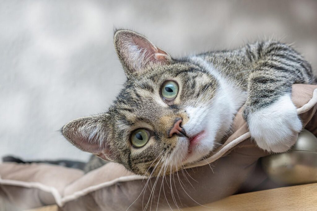 european-shorthair-