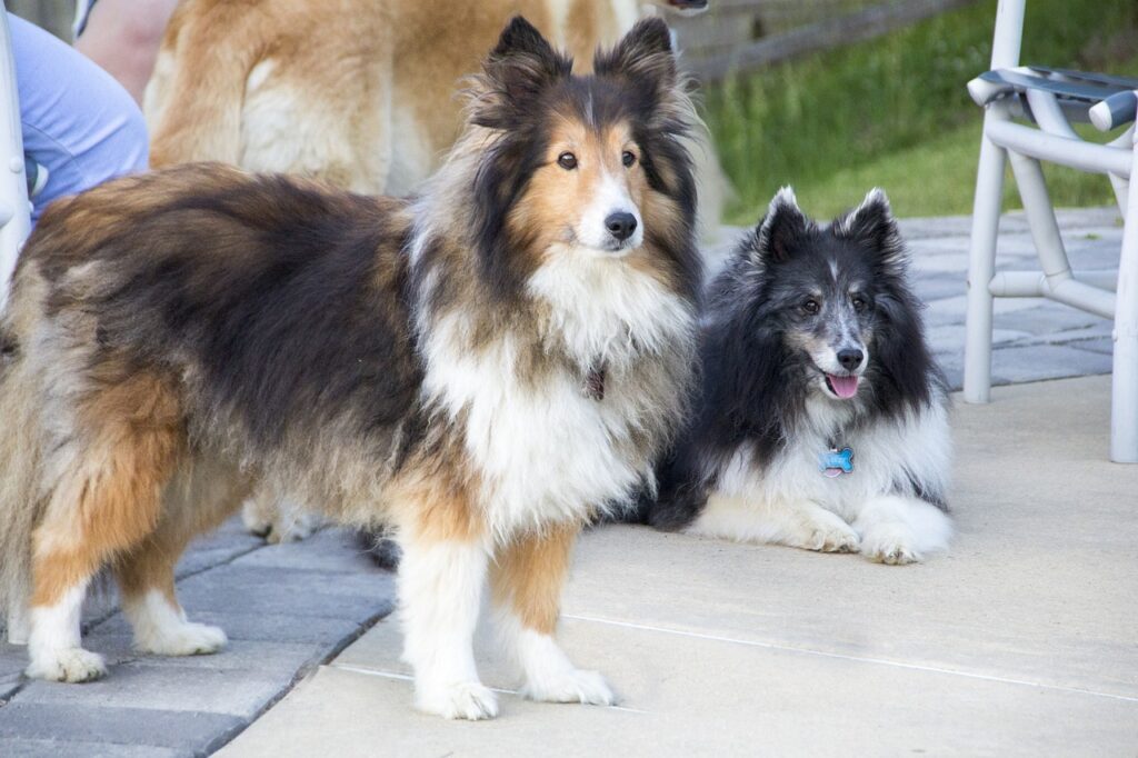 Shetland Sheepdogs alert