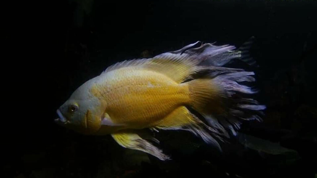 A Long-fin Albino Oscar