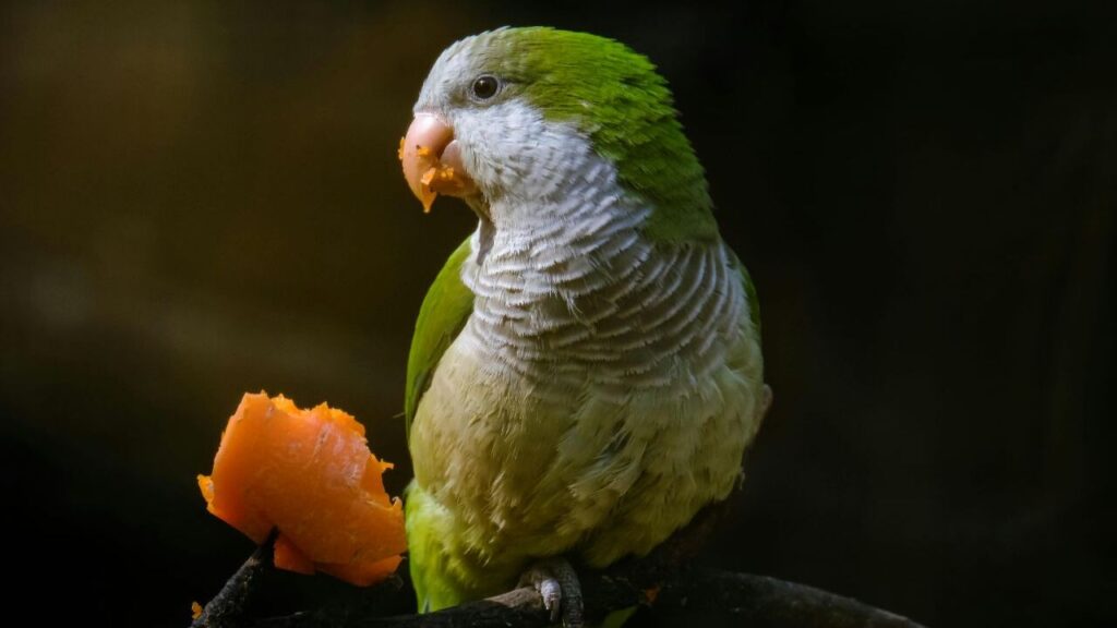 Quaker Parrot