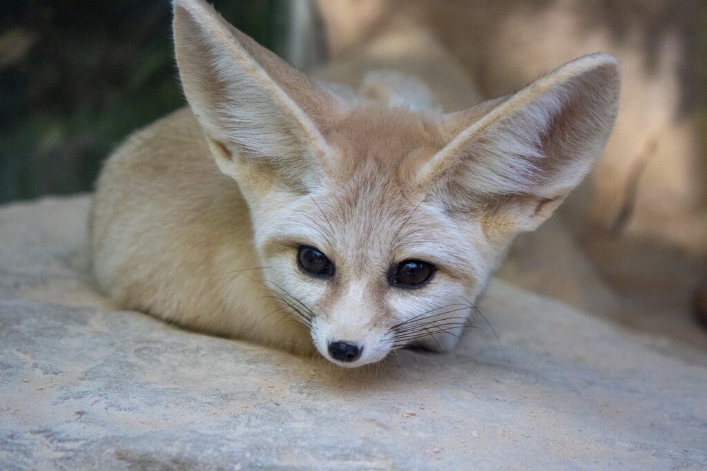 A Fennec Fox snug
