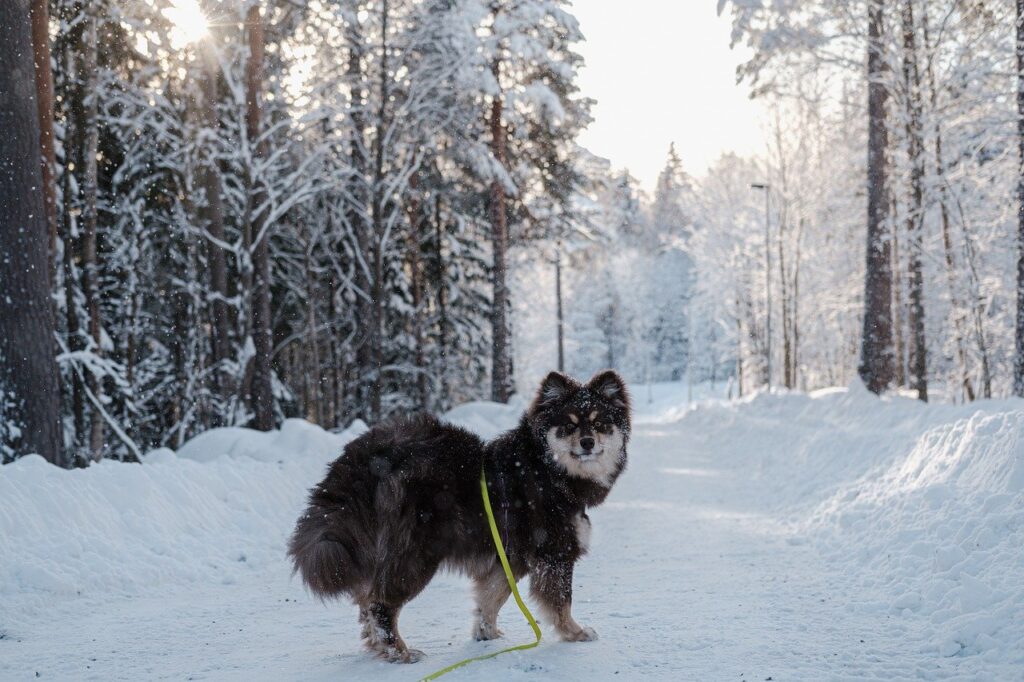 finnish lapphund